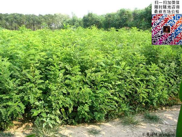 沭陽大型紫穗槐小苗種植基地圖片