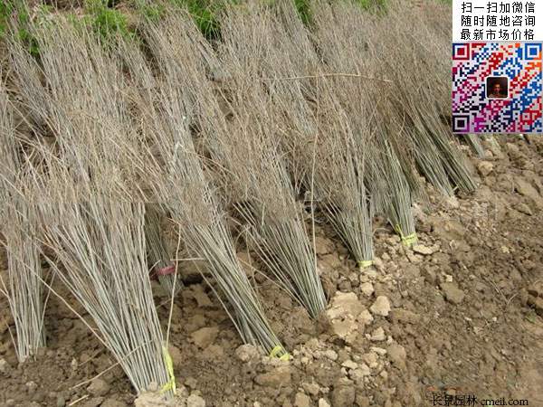 沭陽大型紫穗槐小苗種植基地圖片