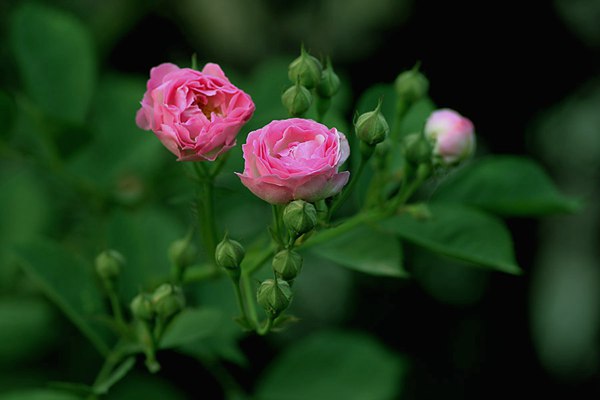 哪里有薔薇花苗賣？薔薇花苗批發(fā)