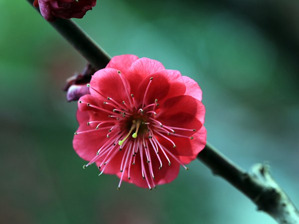 紅梅花一般什么時(shí)候開(kāi)花？