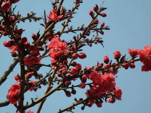 紅葉碧桃花期有多長(zhǎng)，幾月份開(kāi)花？