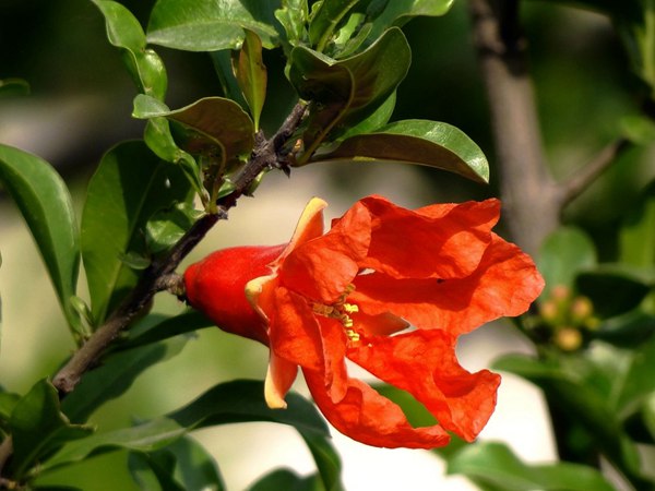 花石榴的花期、果期是什么時候