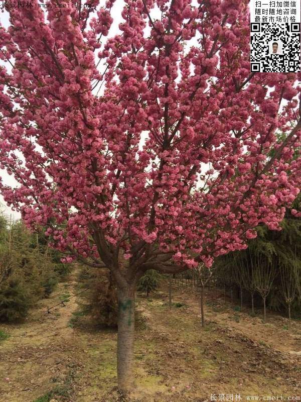 日本櫻花圖片沭陽日本櫻花基地