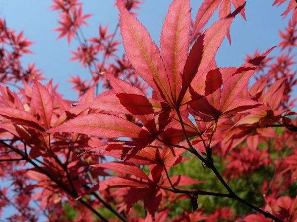 紅楓的三大用途，你知道哪個？