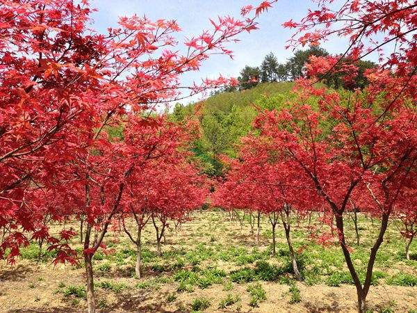 “顏值爆表”的日本紅楓，不是想看就能看！