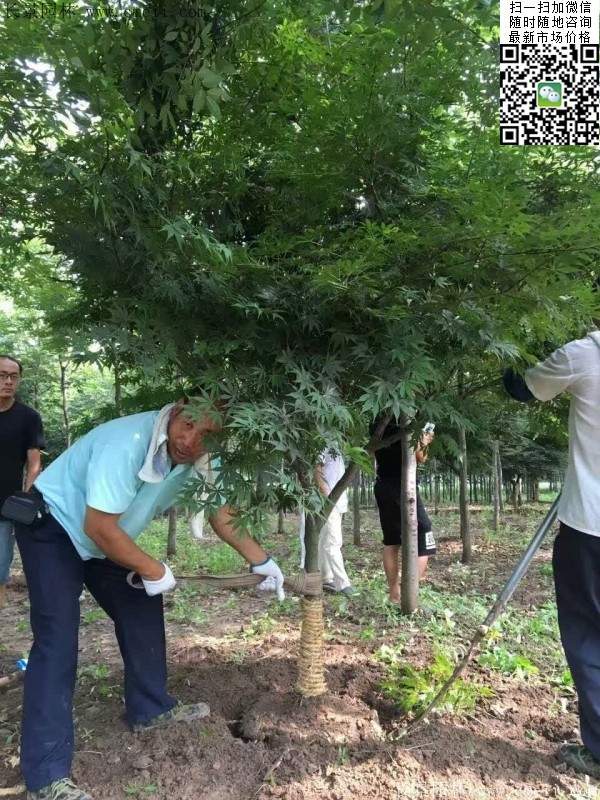 紅楓基地