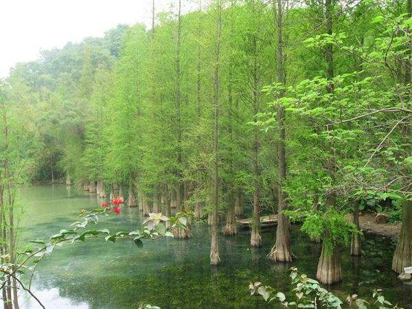 水杉樹美景