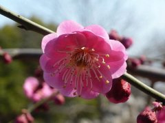 聽說“日本櫻花”和“紅梅”還是近親呢，你知