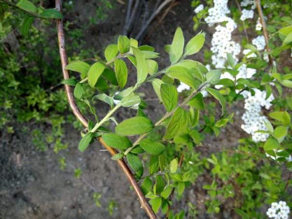 李葉繡線菊