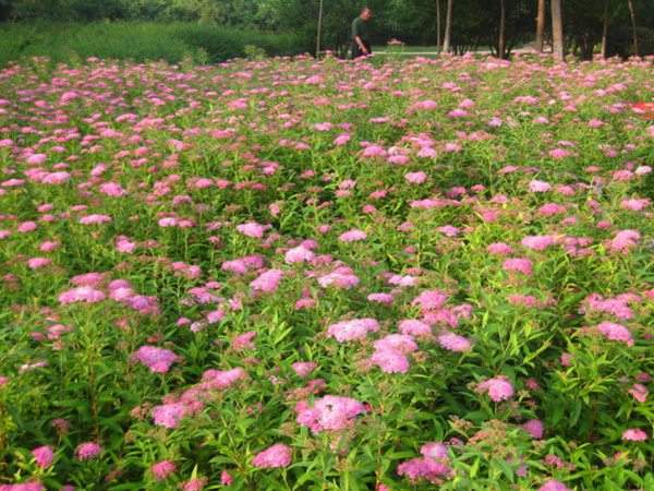 繡線菊