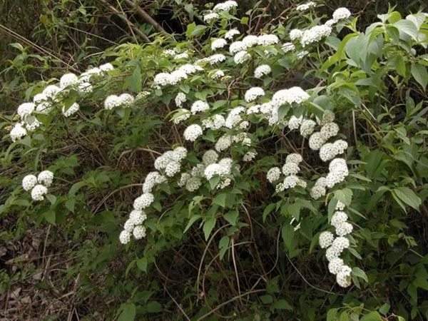 中華繡線菊?qǐng)D片