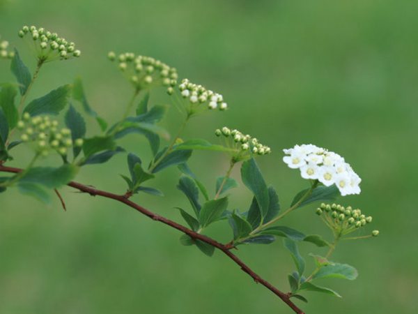 菱葉繡線(xiàn)菊?qǐng)D片