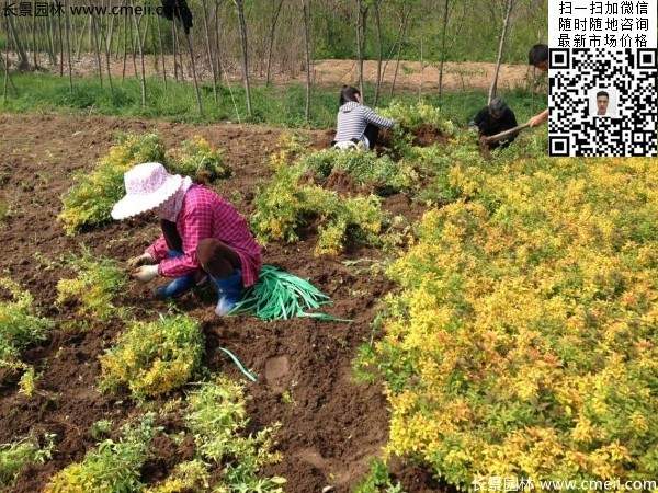 繡線菊