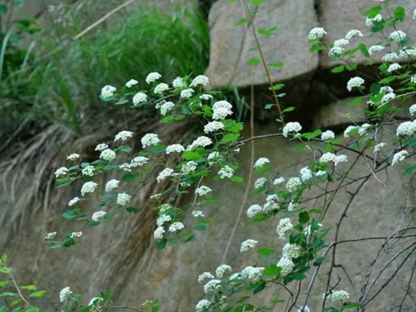 三裂繡線菊