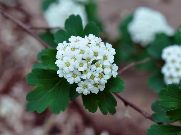 三椏繡線菊