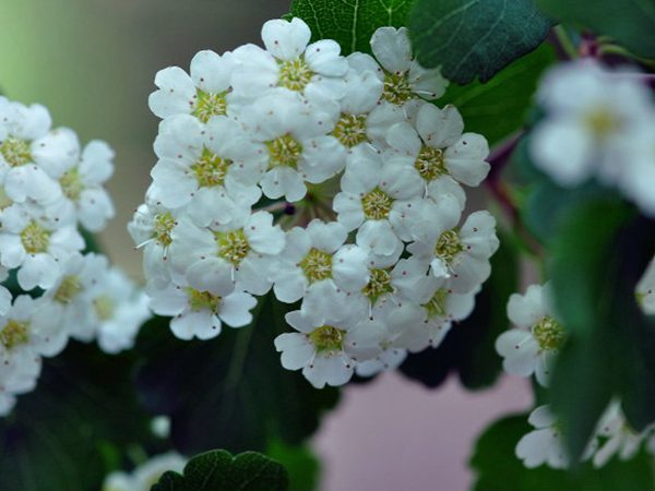 三裂繡線菊