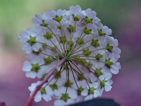 三裂繡線菊