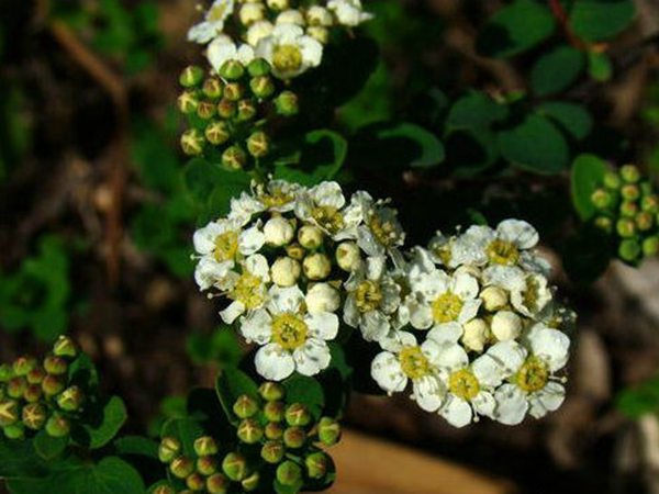 細(xì)枝繡線菊