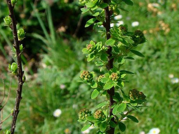 細(xì)枝繡線菊