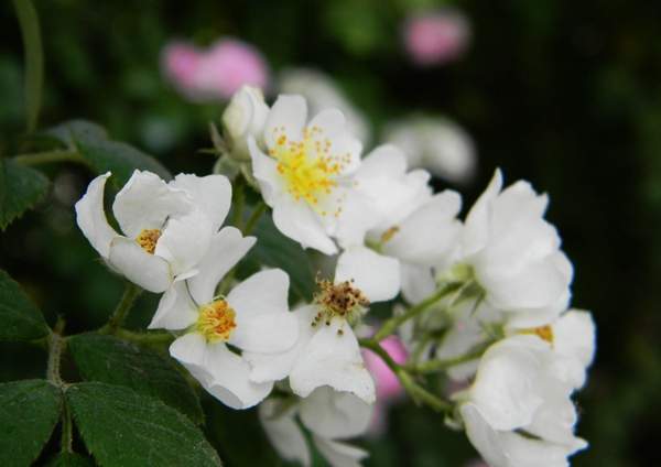 薔薇基地