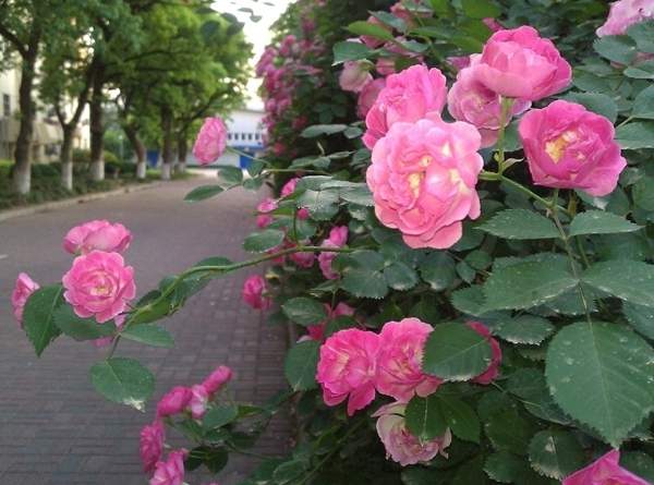 沭陽薔薇花