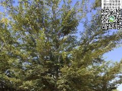 2016下半年最新紅櫸樹苗價(jià)格表匯總