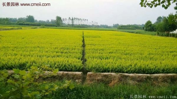 沭陽(yáng)金葉女貞基地