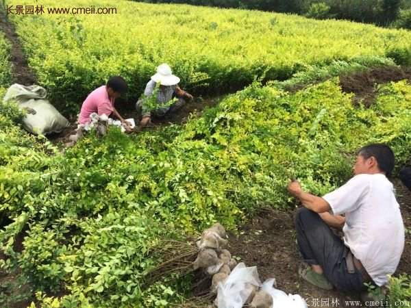 金葉女貞苗、金葉女貞球