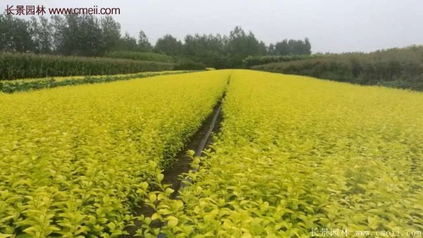 沭陽金葉女貞基地