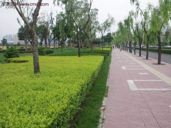 金葉女貞基地