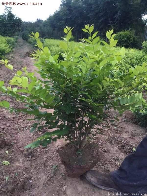 沭陽(yáng)基地的金葉女貞