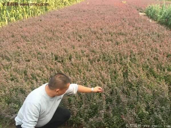 沭陽(yáng)的紅葉小檗基地