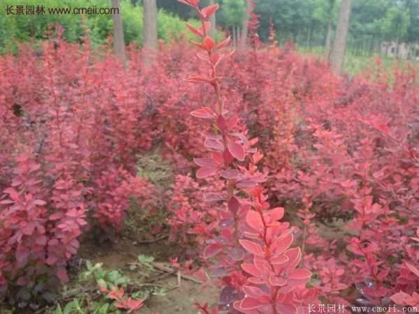 沭陽基地的紅葉小檗苗、紅葉小檗球