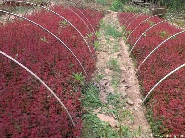 沭陽基地的紅葉小檗苗、紅葉小檗球