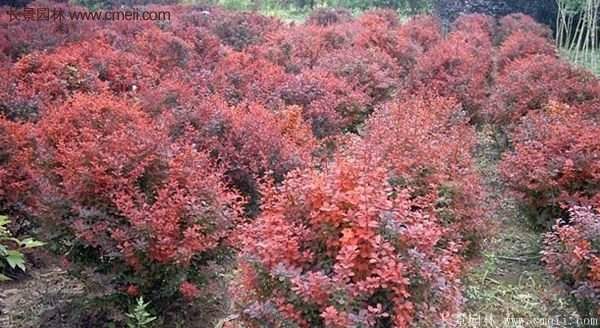 沭陽基地的紅葉小檗苗、紅葉小檗球