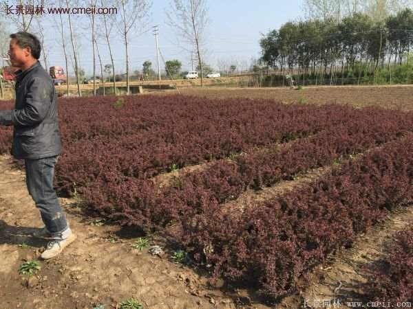 沭陽紅葉小檗價格