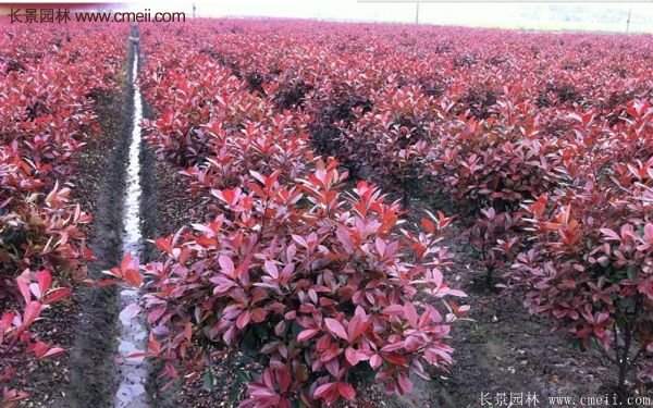 沭陽(yáng)紅葉石楠基地