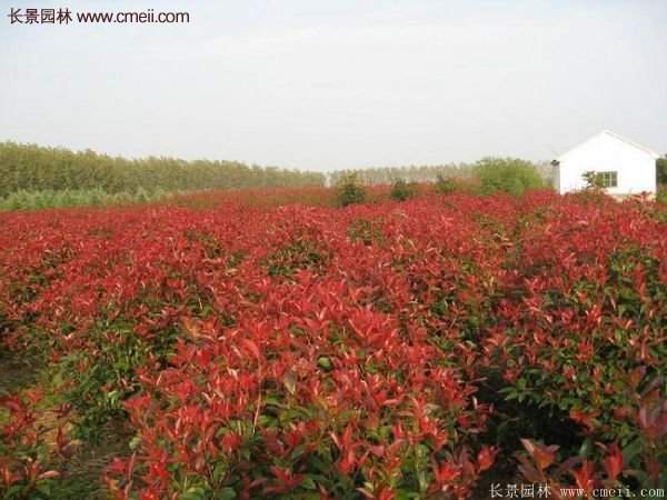 沭陽(yáng)紅葉石楠基地