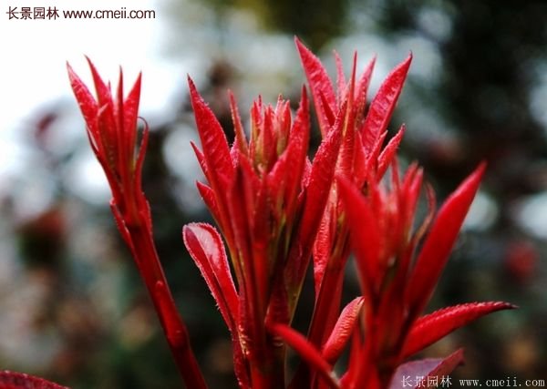 沭陽基地的紅葉石楠