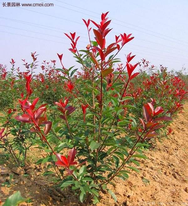 沭陽基地的紅葉石楠