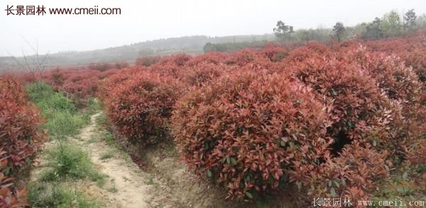 沭陽基地的紅葉石楠