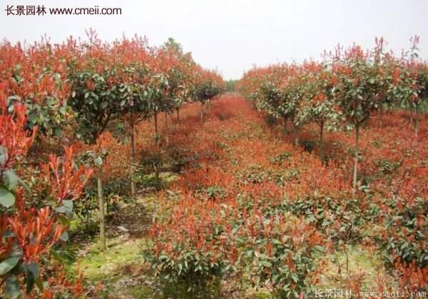 沭陽基地的紅葉石楠