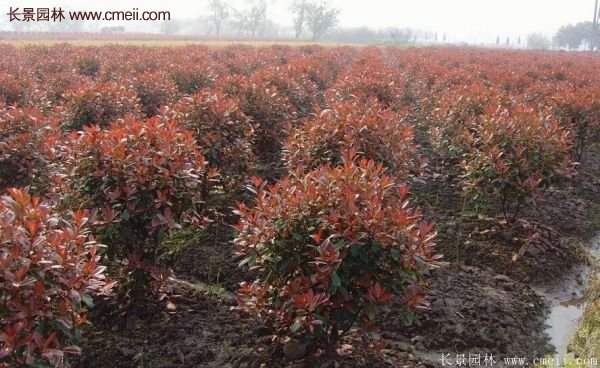 沭陽(yáng)紅葉石楠