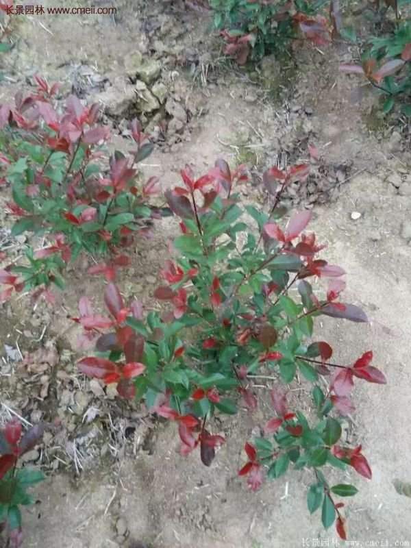 沭陽紅葉石楠基地