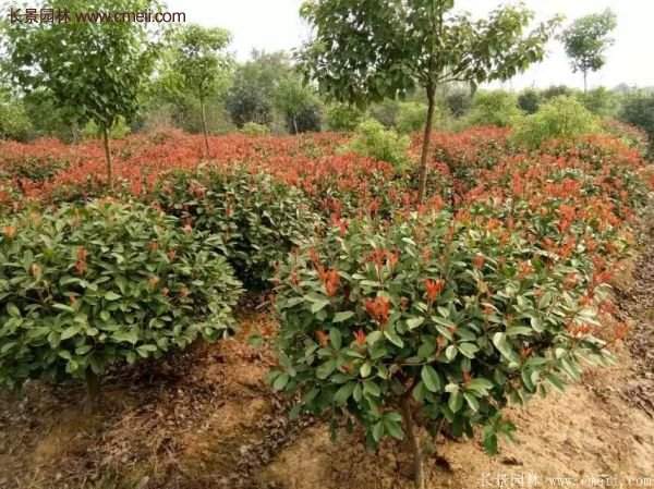 沭陽(yáng)基地的紅葉石楠球、高桿紅葉石楠