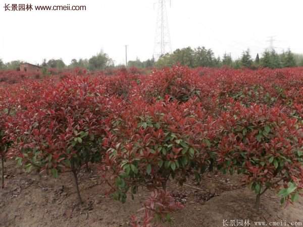 沭陽(yáng)基地的紅葉石楠球、高桿紅葉石楠