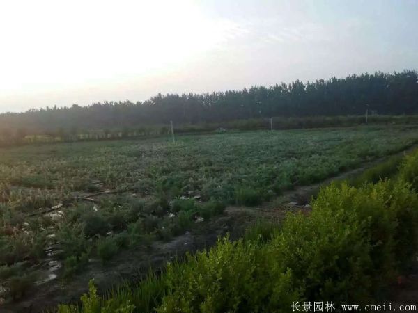 沙地柏-長景園林