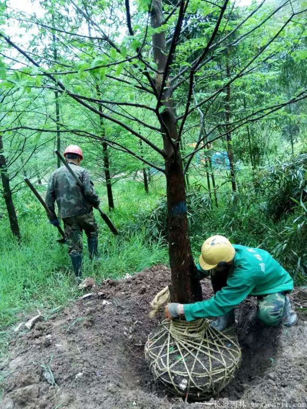 水杉樹圖片水杉樹基地實(shí)拍