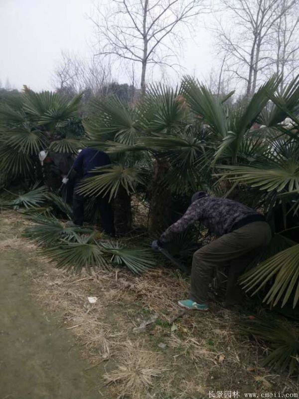 棕櫚圖片棕櫚樹基地實拍