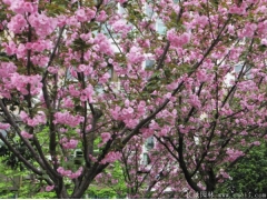 櫻花樹(shù)桿是什么顏色？